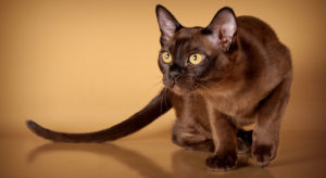 Бурманская кошка2