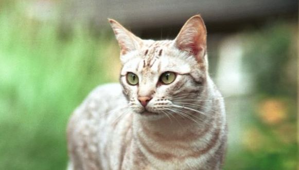 Правда ли, что кошки видят призраков? — Сайт о кошках «CatTime.ru»
