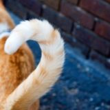 Пять интересных фактов о кошачьем хвосте